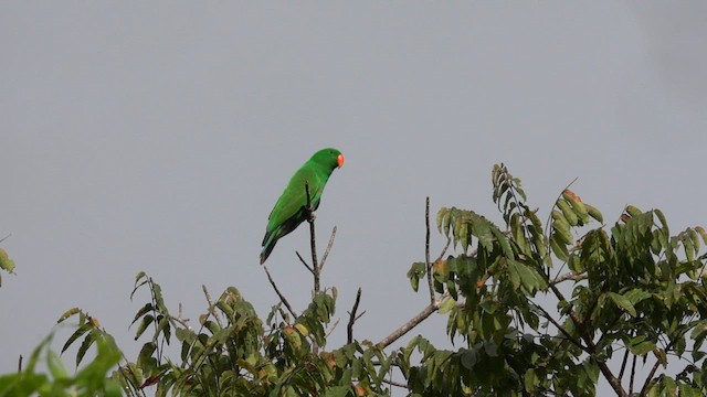 Papuan Eclectus - ML593927791