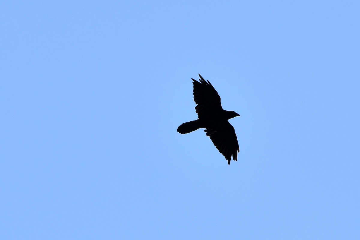 Common Raven - ML593927851