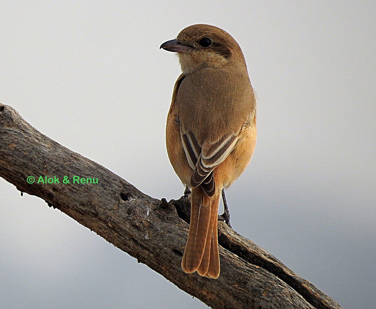 Türkistan/Moğolistan Örümcekkuşu - ML593928841