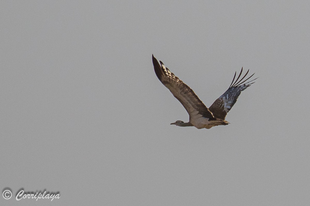 Arabian Bustard - Fernando del Valle