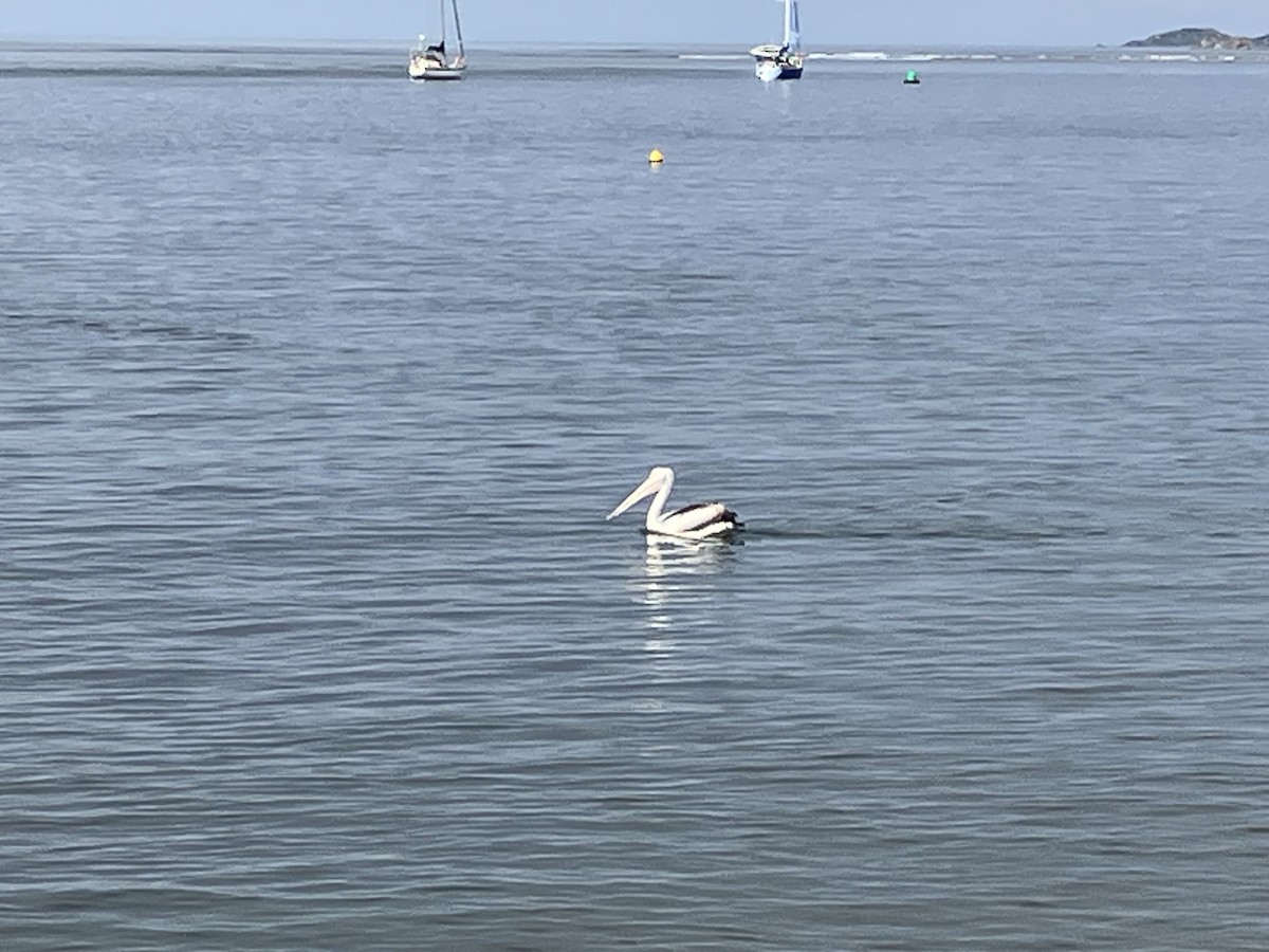 Australian Pelican - ML593929331