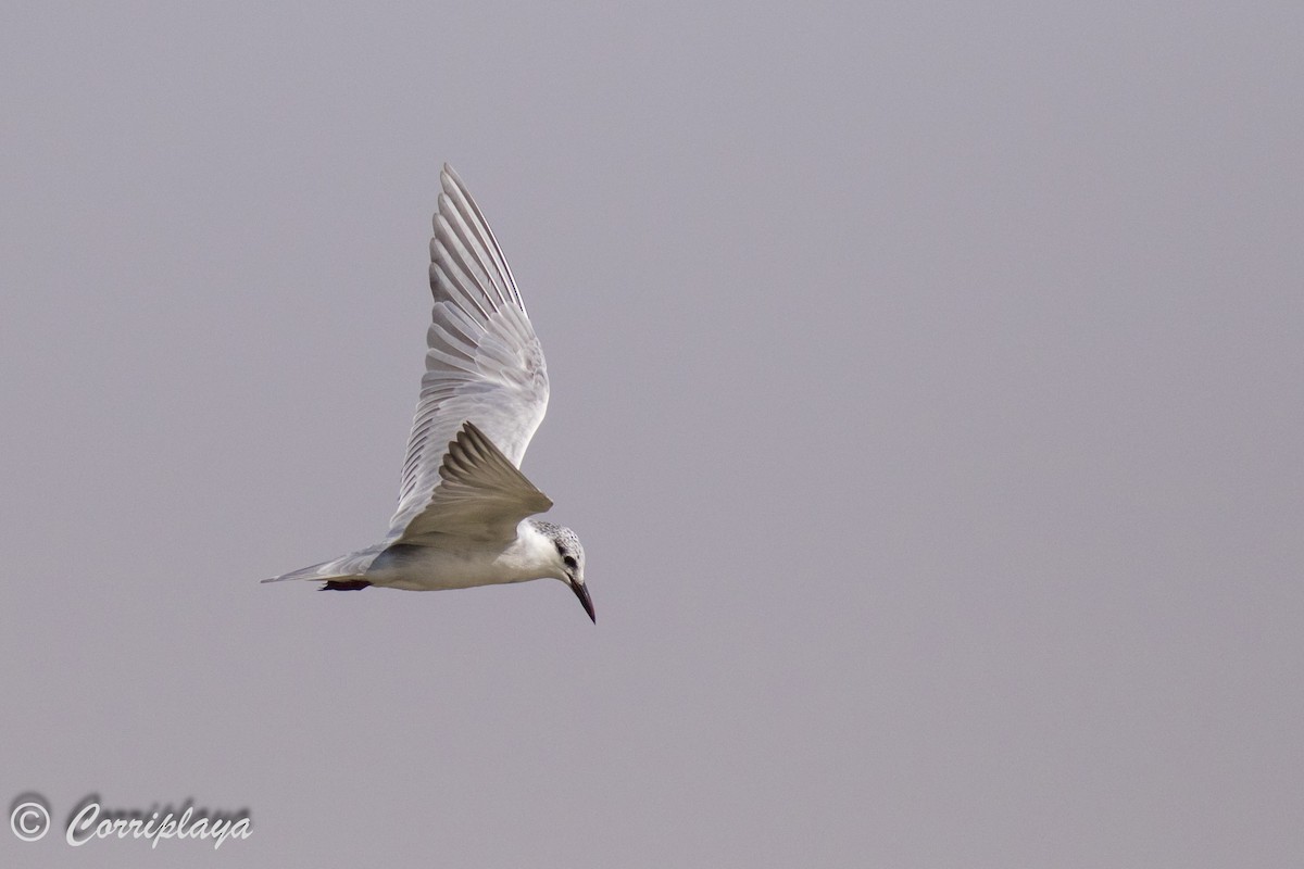 Whiskered Tern - ML593929721