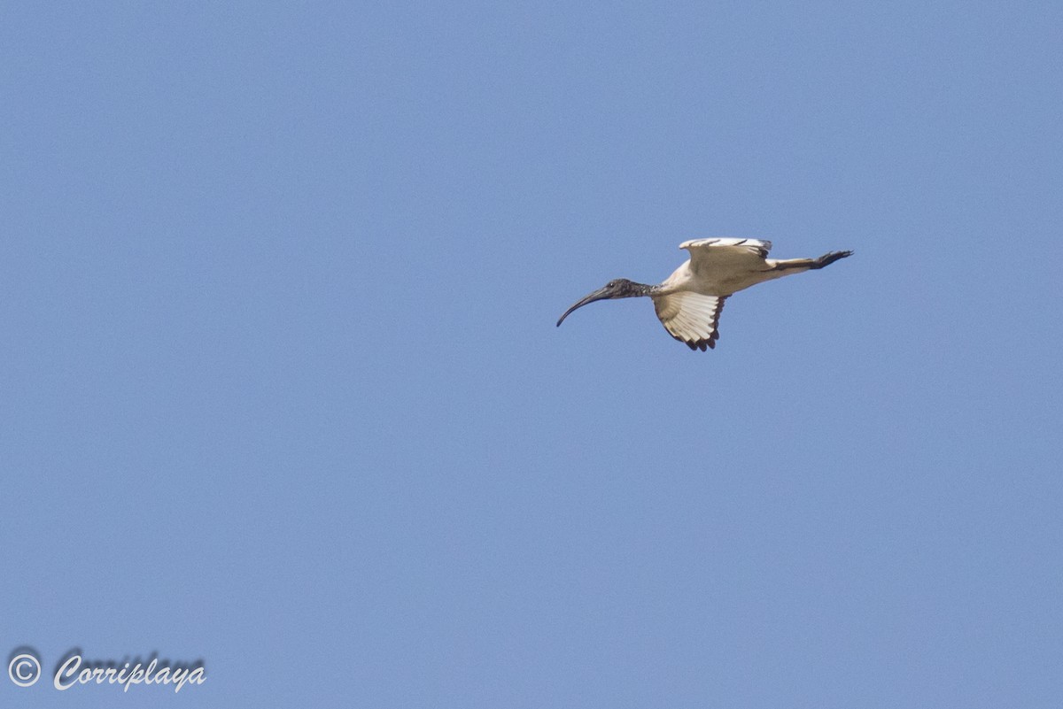 ibis posvátný - ML593930101