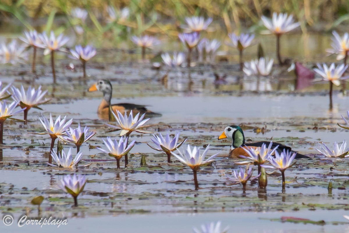 African Pygmy-Goose - ML593930471