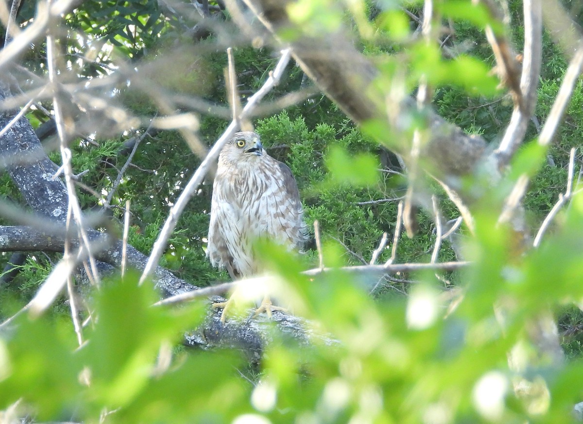 Cooper's Hawk - ML593930571