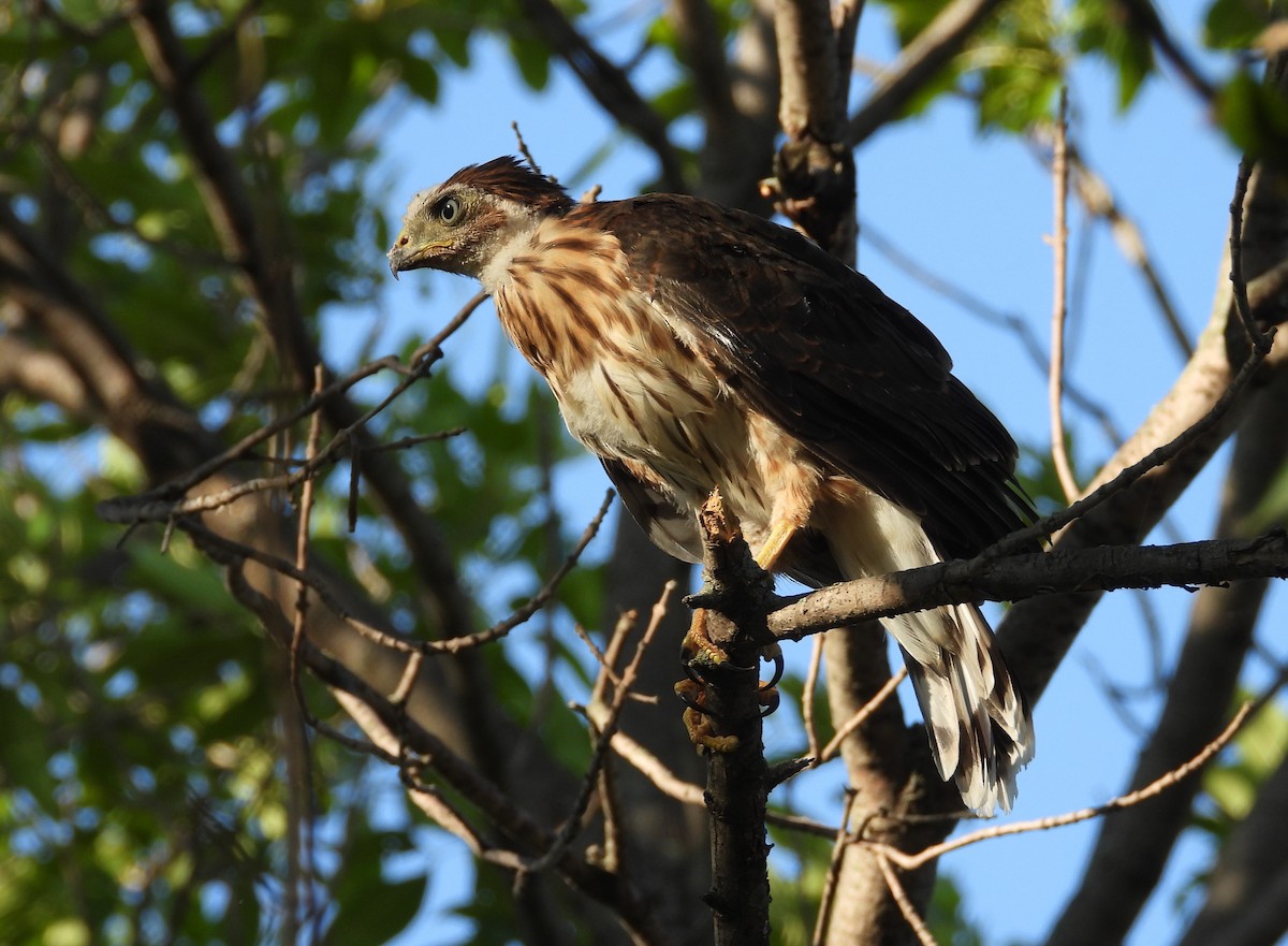 Cooper's Hawk - ML593930681