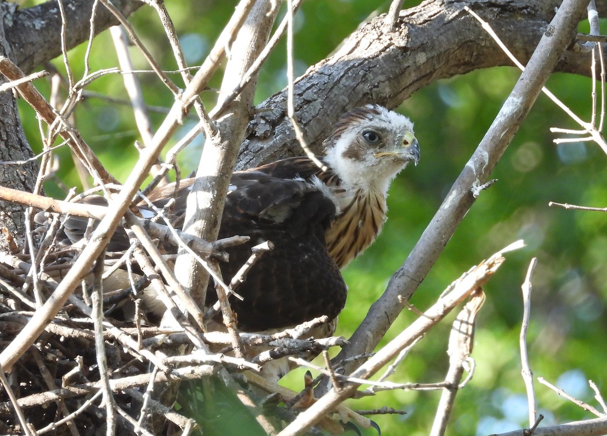 Cooper's Hawk - ML593930871