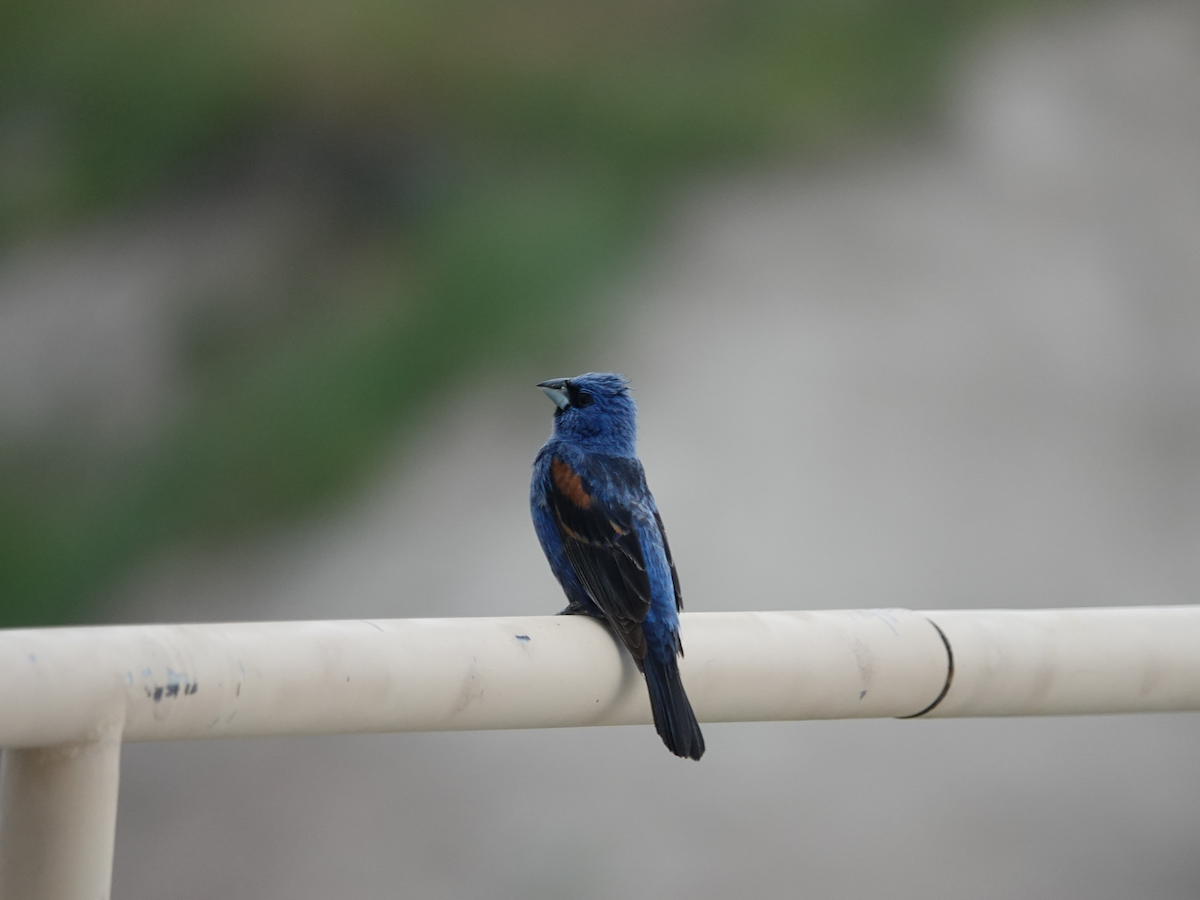 Blue Grosbeak - ML593930931