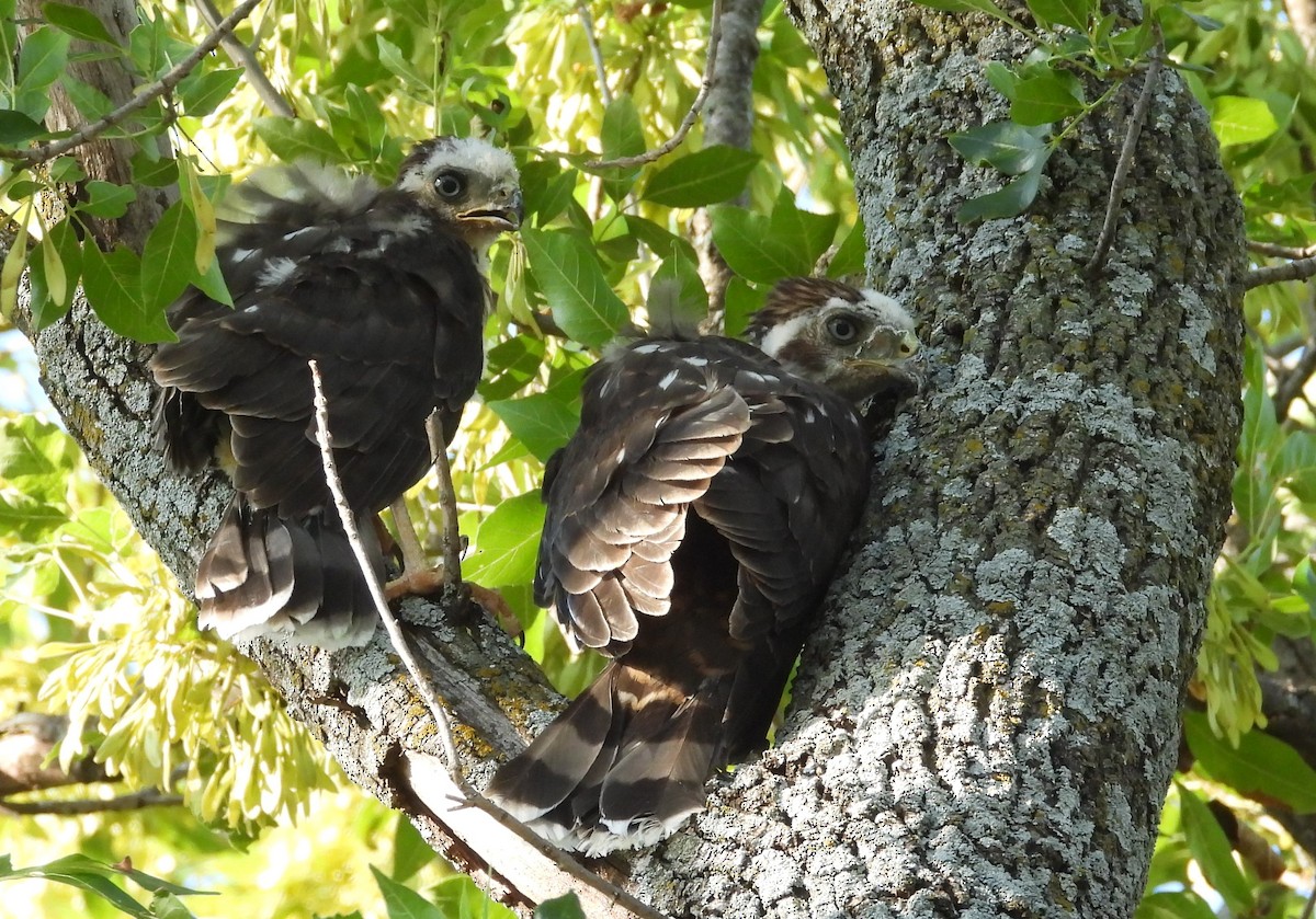 Cooper's Hawk - ML593931031