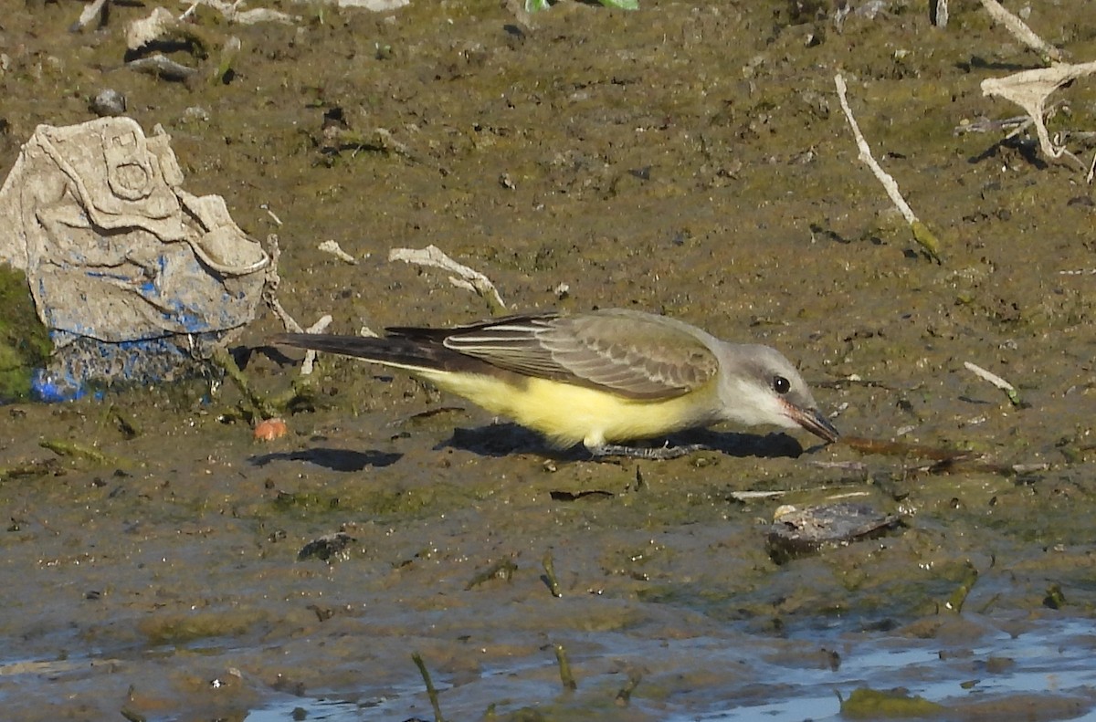 Western Kingbird - ML593931231