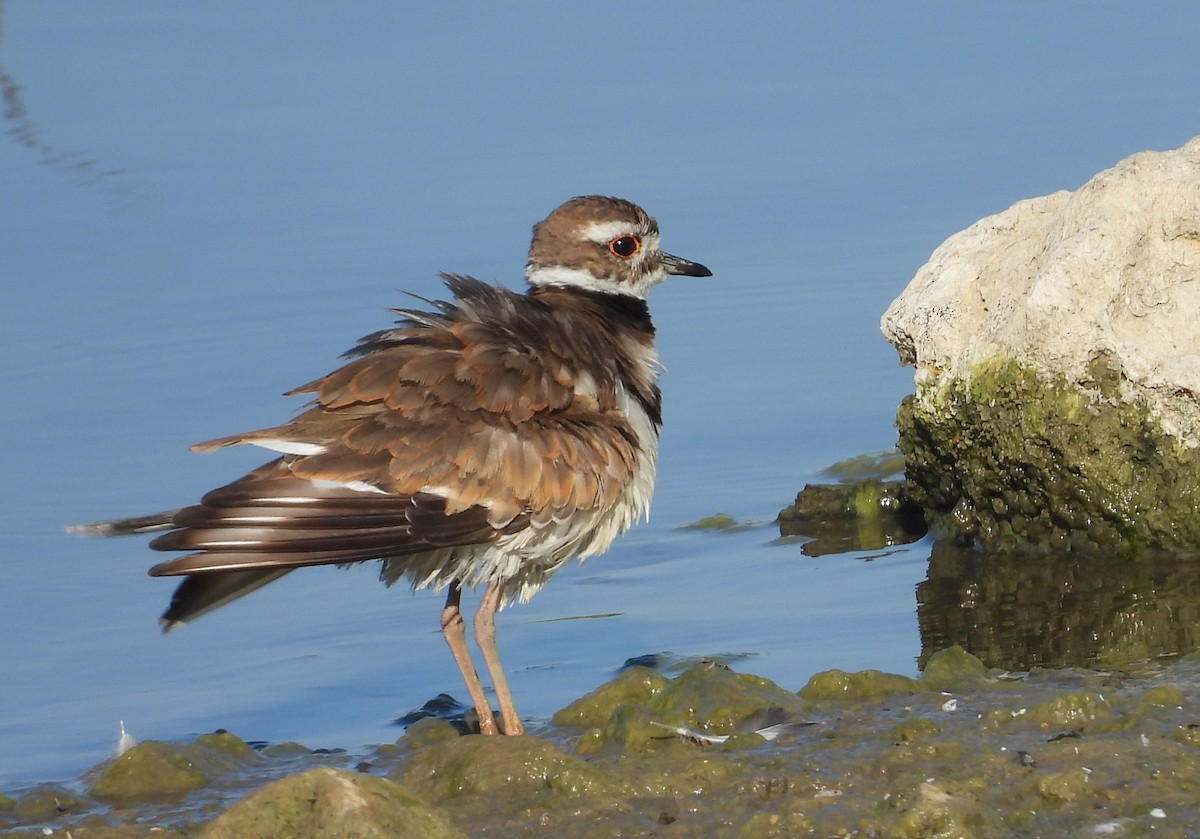 Killdeer - ML593931341