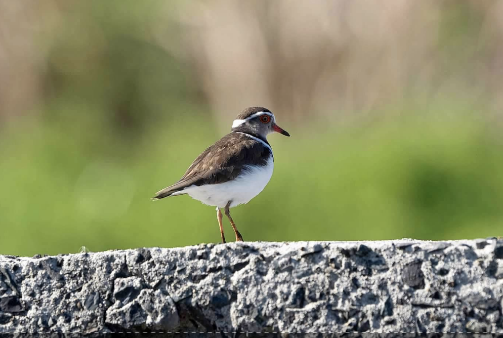 Three-banded Plover - ML593931851