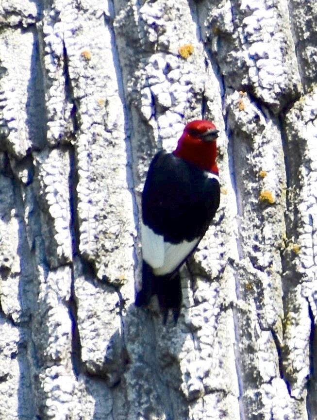 Red-headed Woodpecker - ML593932741