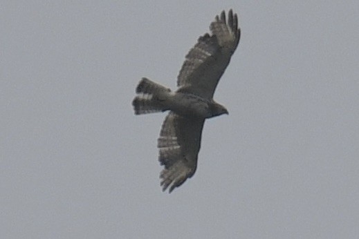 Broad-winged Hawk - Maddy P