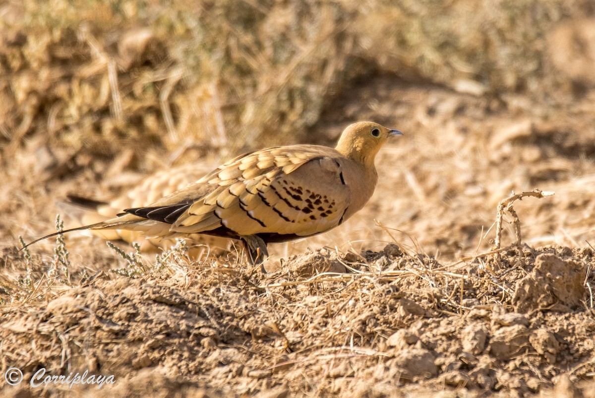 Chestnut-bellied Sandgrouse - ML593935711