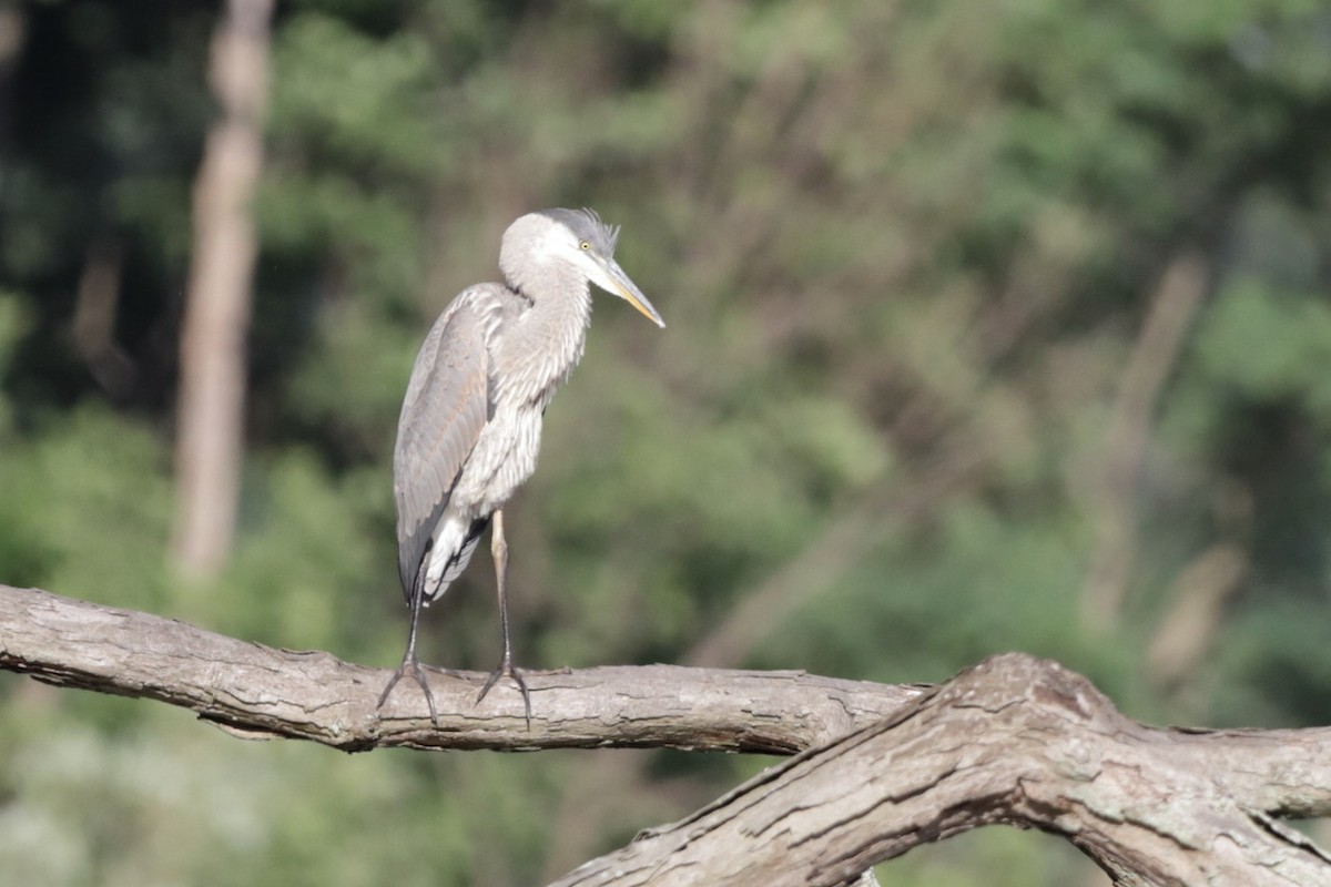 Great Blue Heron - ML593936941