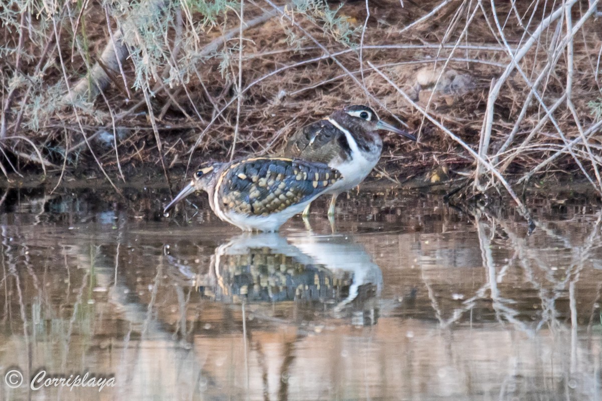 Greater Painted-Snipe - ML593937401