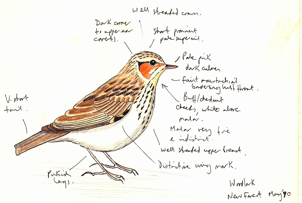 Wood Lark - ML593937591