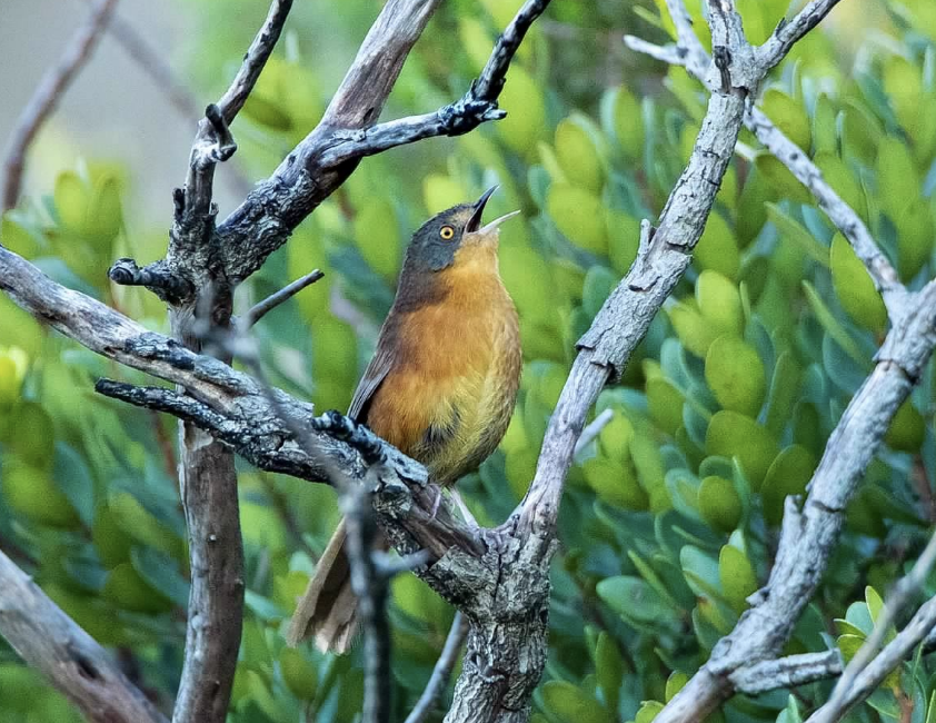 Victorin's Warbler - sheila rowe