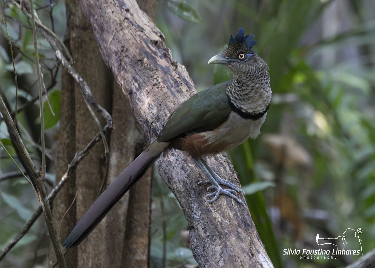 Rufous-vented Ground-Cuckoo - Silvia Faustino Linhares