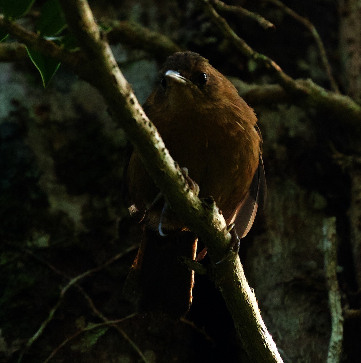 House Wren (Dominica) - David Ascanio