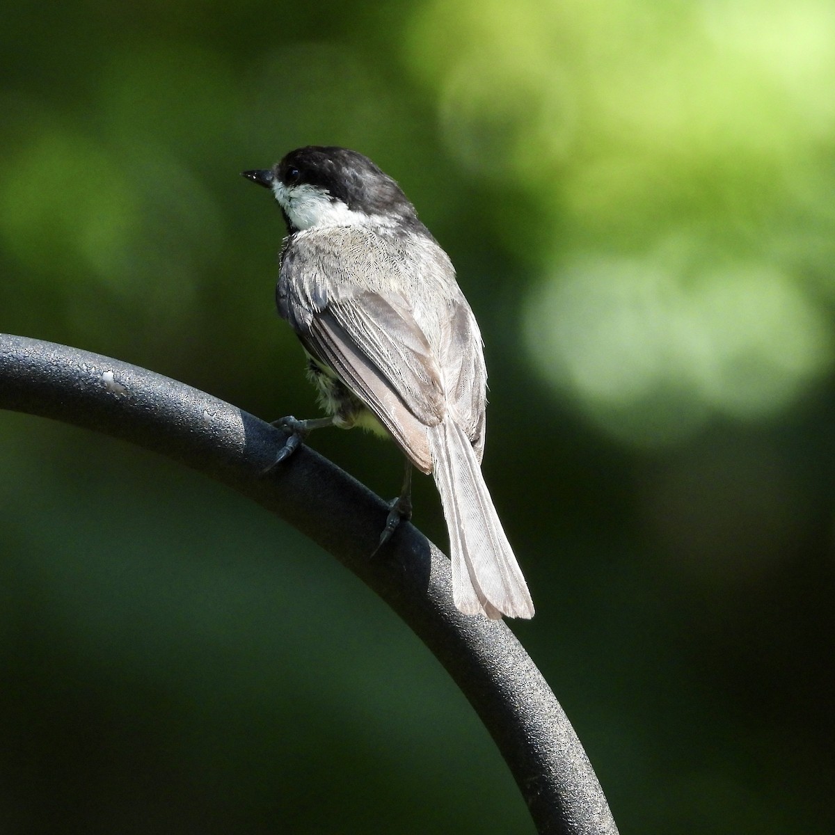 Black-capped Chickadee - ML593939721