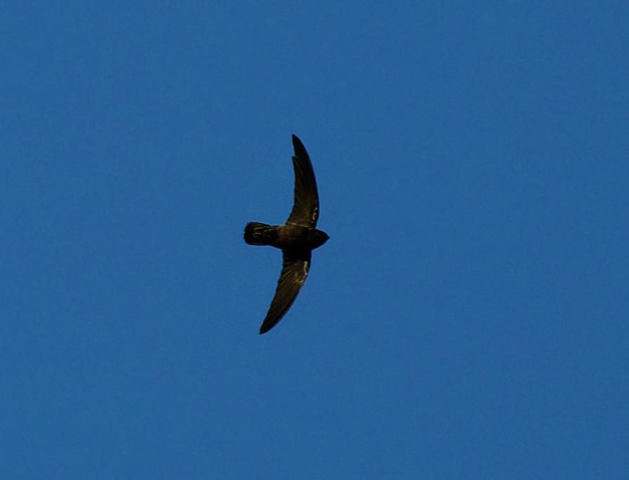 Lesser Antillean Swift - David Ascanio