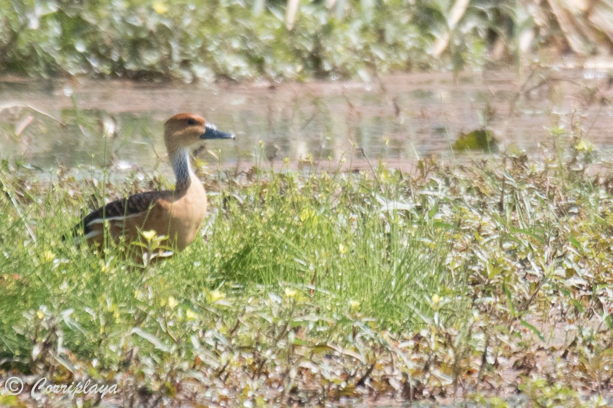 Fulvous Whistling-Duck - ML593942591