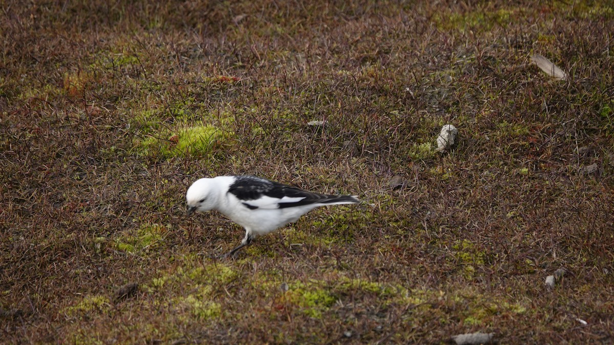 Snow Bunting - ML593943081