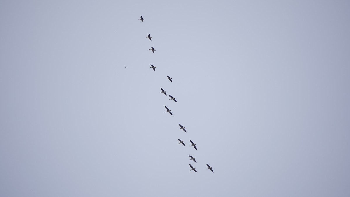 Pink-footed Goose - ML593943311