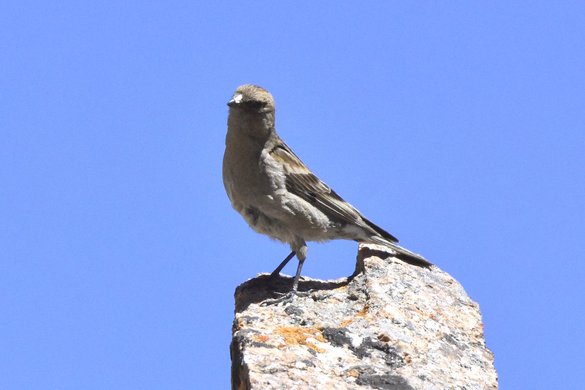 Pinzón Montano de Hodgson - ML593943351