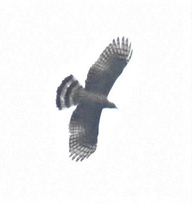 Hook-billed Kite - ML593943381