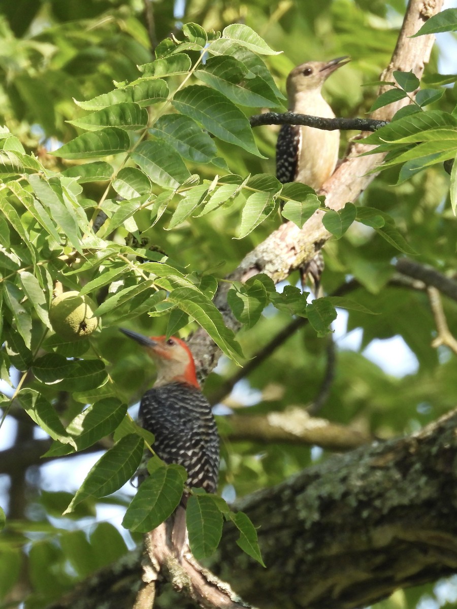 Red-bellied Woodpecker - ML593943451