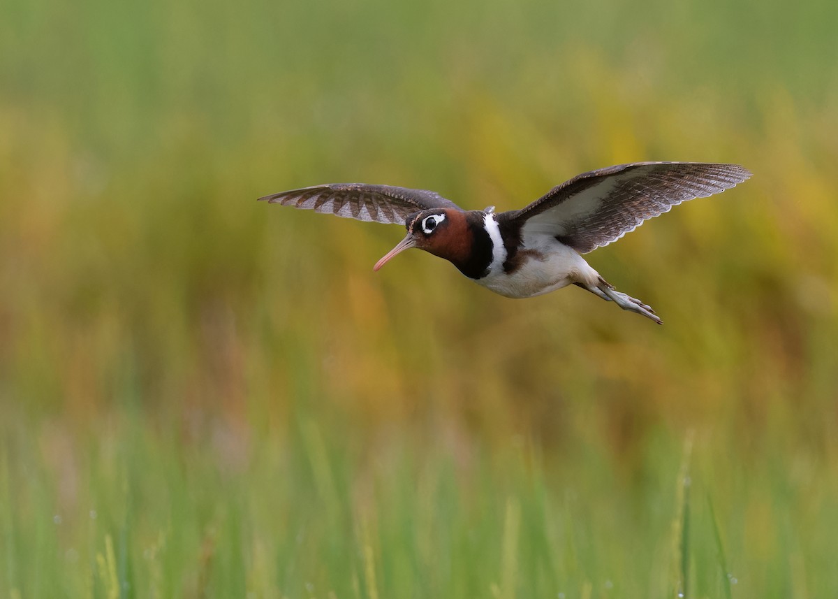 Greater Painted-Snipe - ML593944161