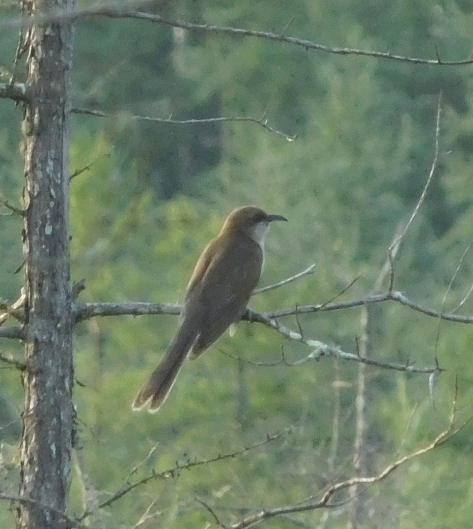 Black-billed Cuckoo - ML593946101