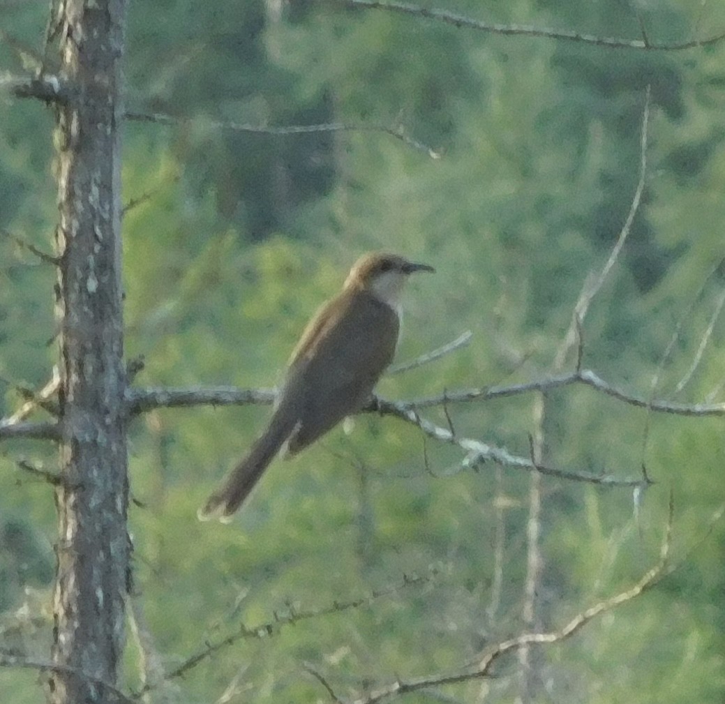 Black-billed Cuckoo - ML593946111