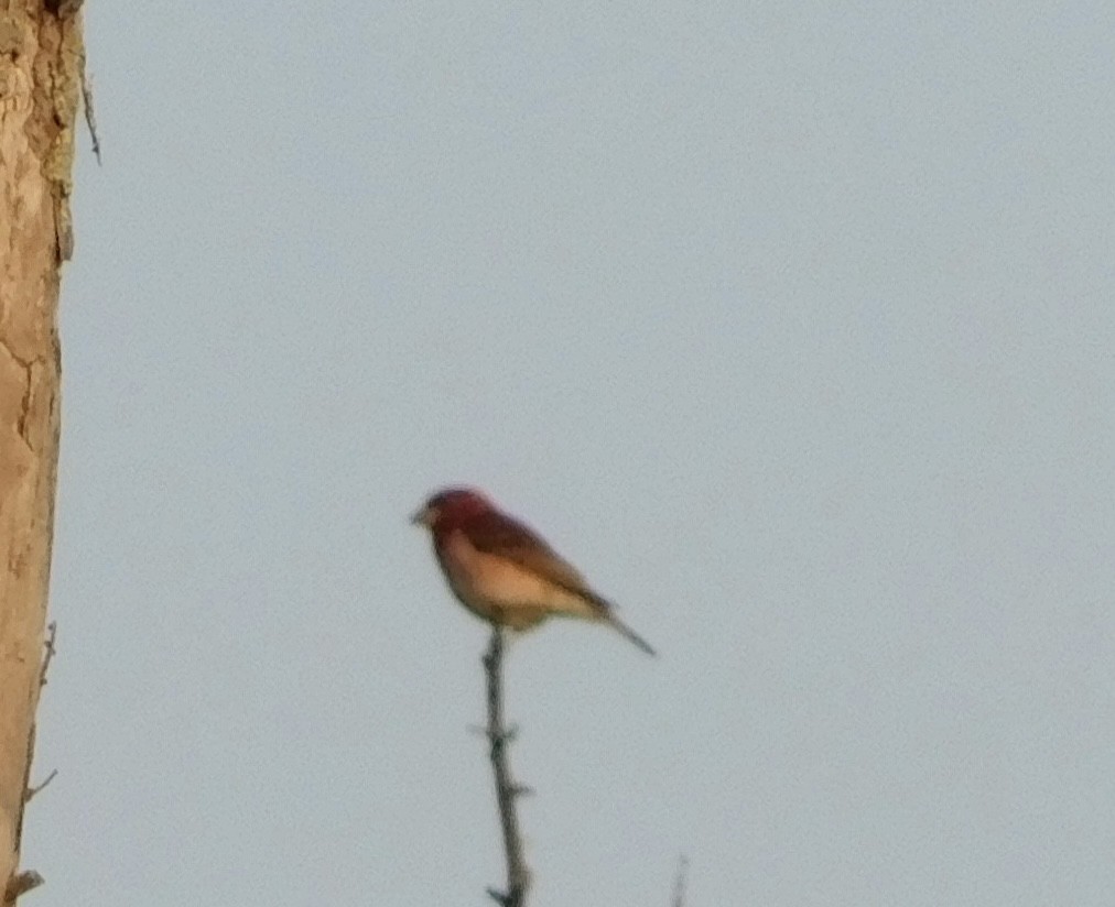 Purple Finch - ML593946151