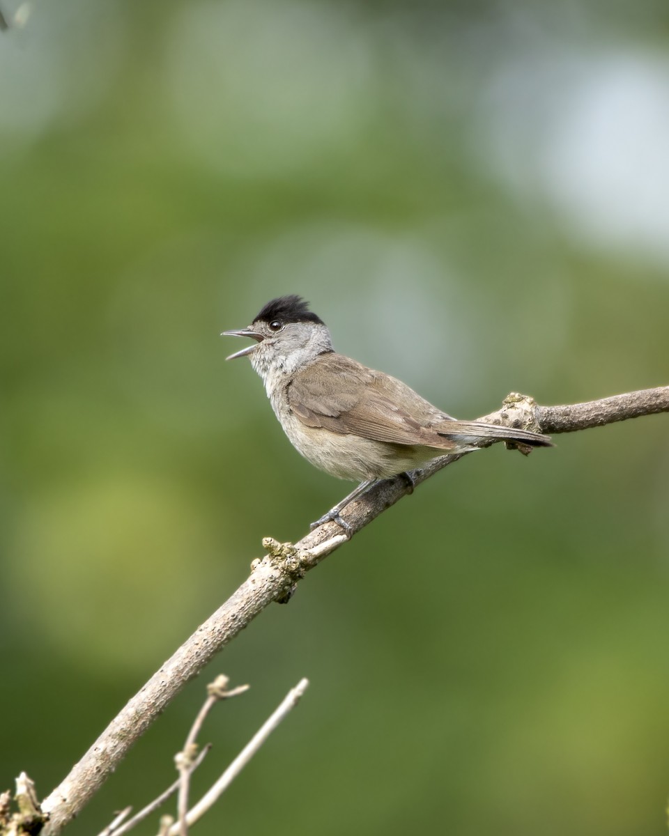 Eurasian Blackcap - ML593946391