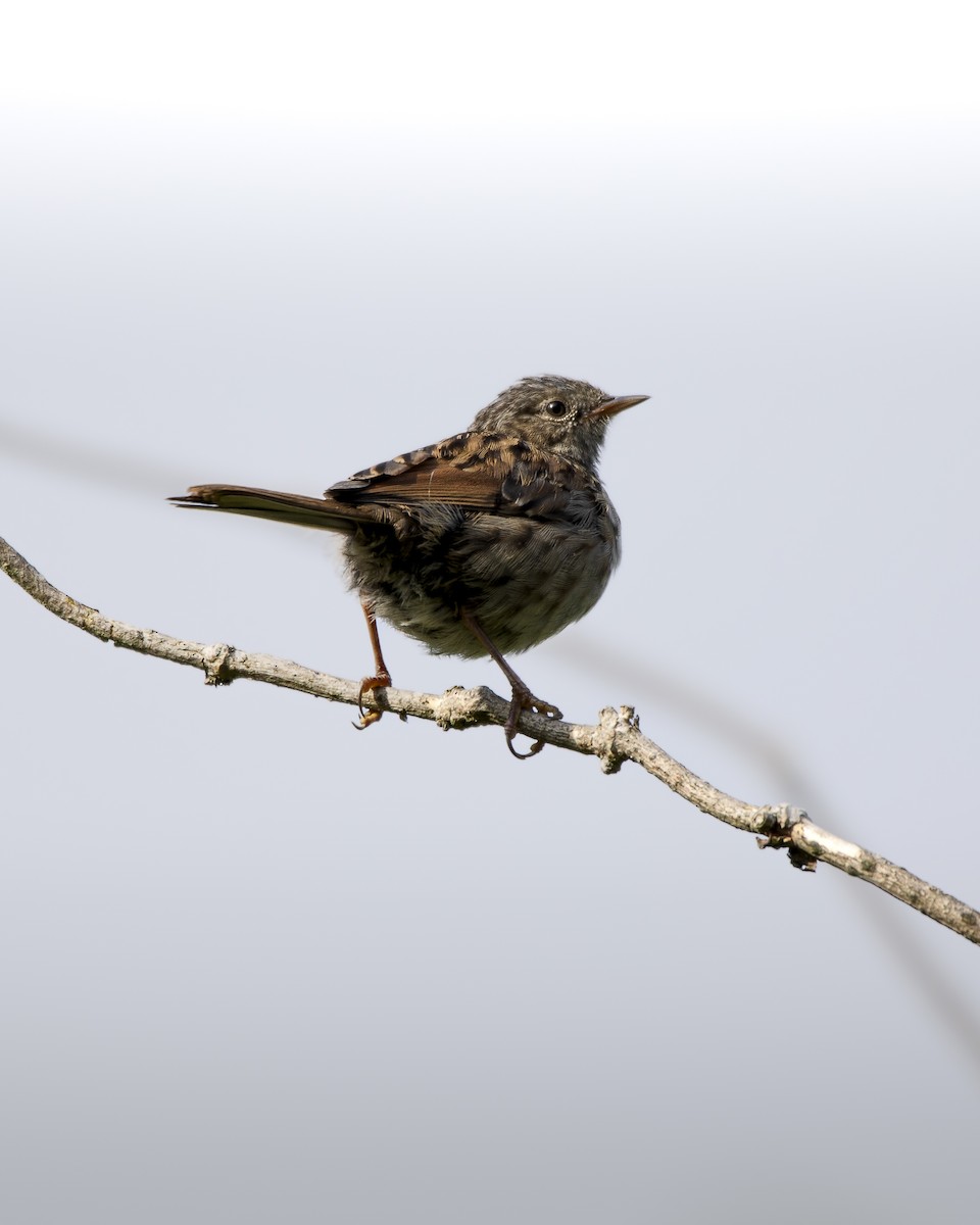 Dunnock - ML593946401