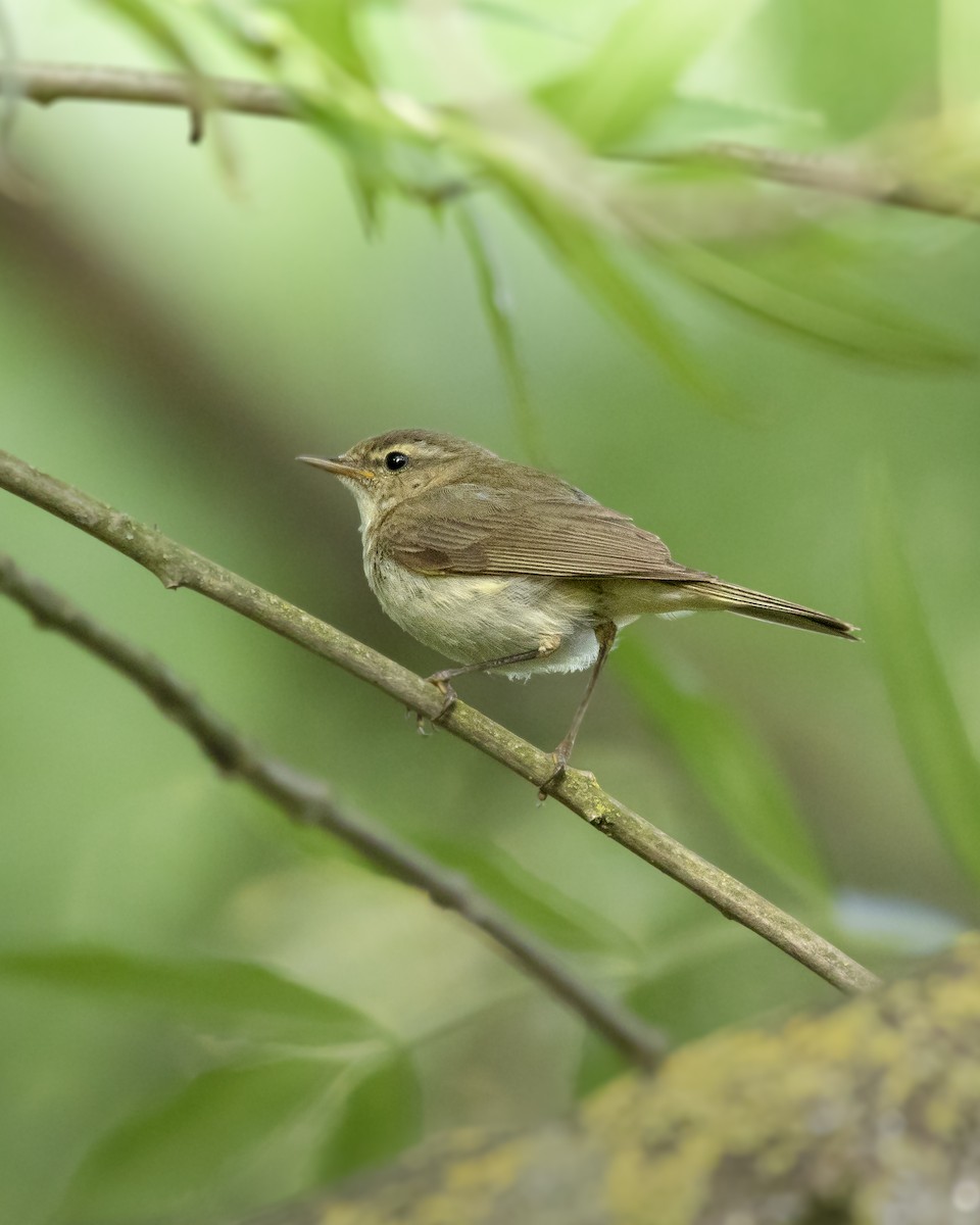 Mosquitero Común (grupo collybita) - ML593946451