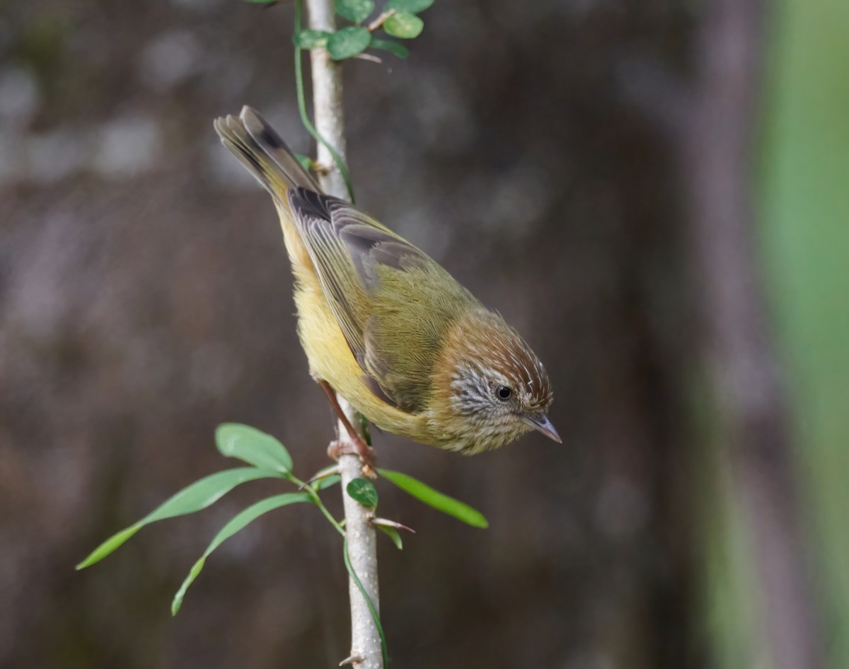 Striated Thornbill - ML593947971