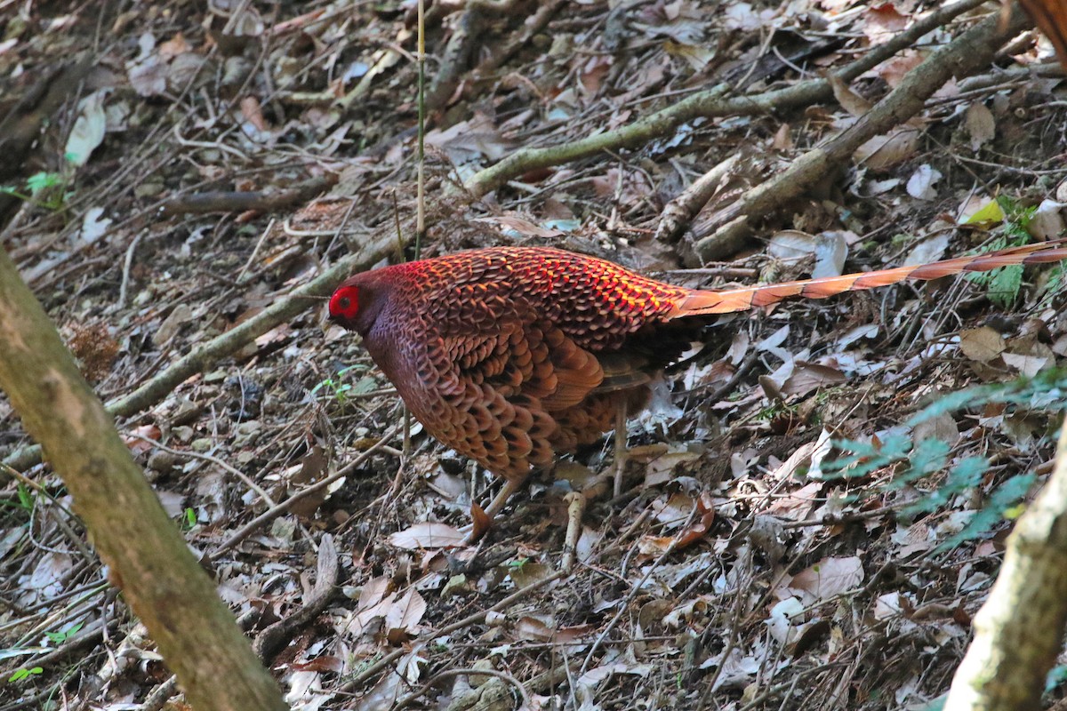 Copper Pheasant - Atsushi Shimazaki