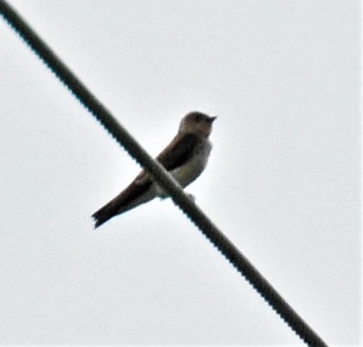 Southern Rough-winged Swallow - ML593948561