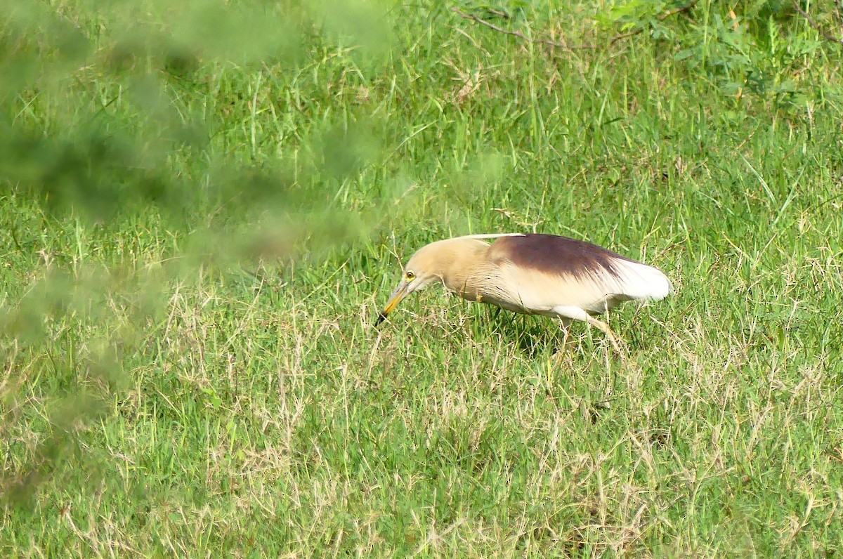 Indian Pond-Heron - ML593948681