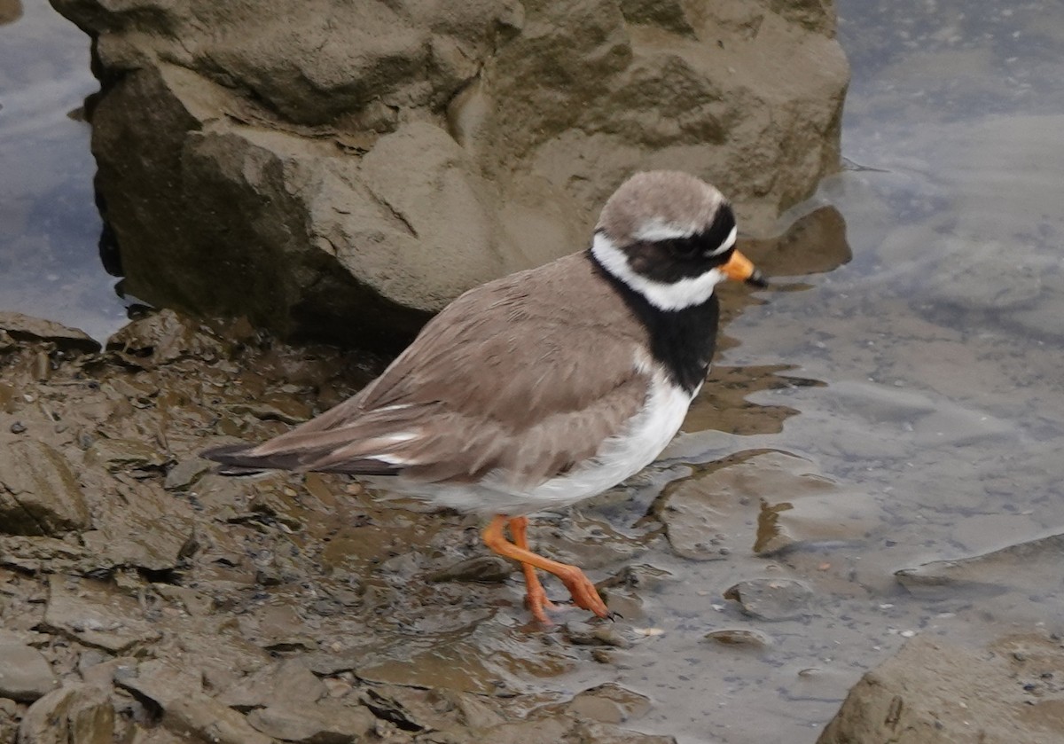 Common Ringed Plover - ML593949551