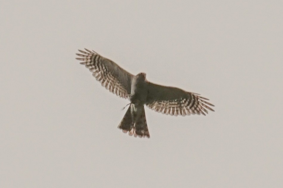 Eurasian Sparrowhawk - ML593950091