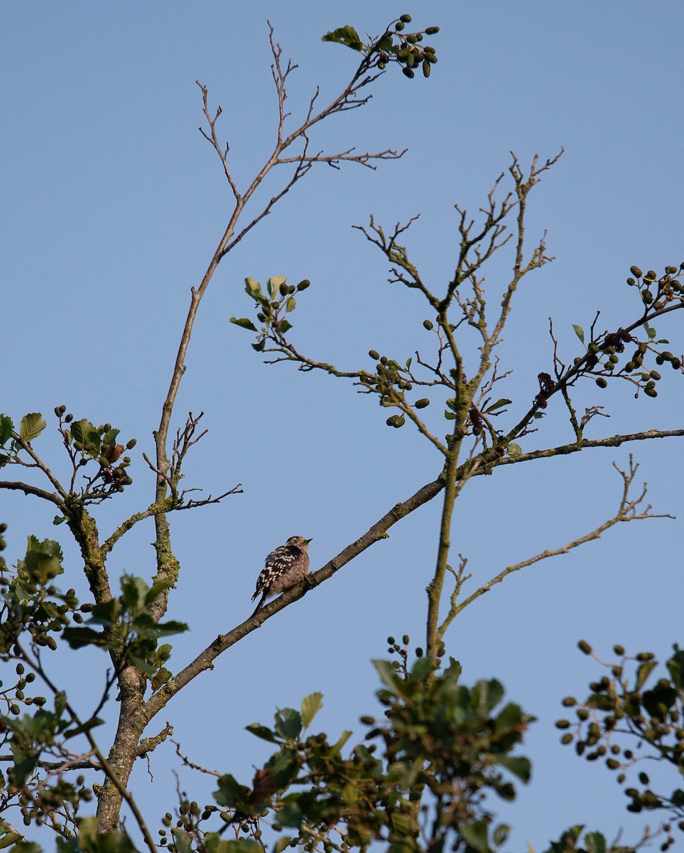 Lesser Spotted Woodpecker - Lars Burnus