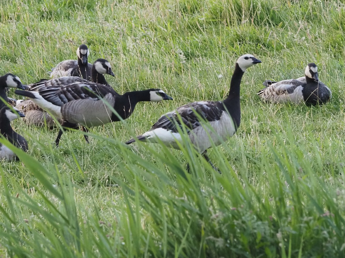 Barnacle Goose - ML593950291