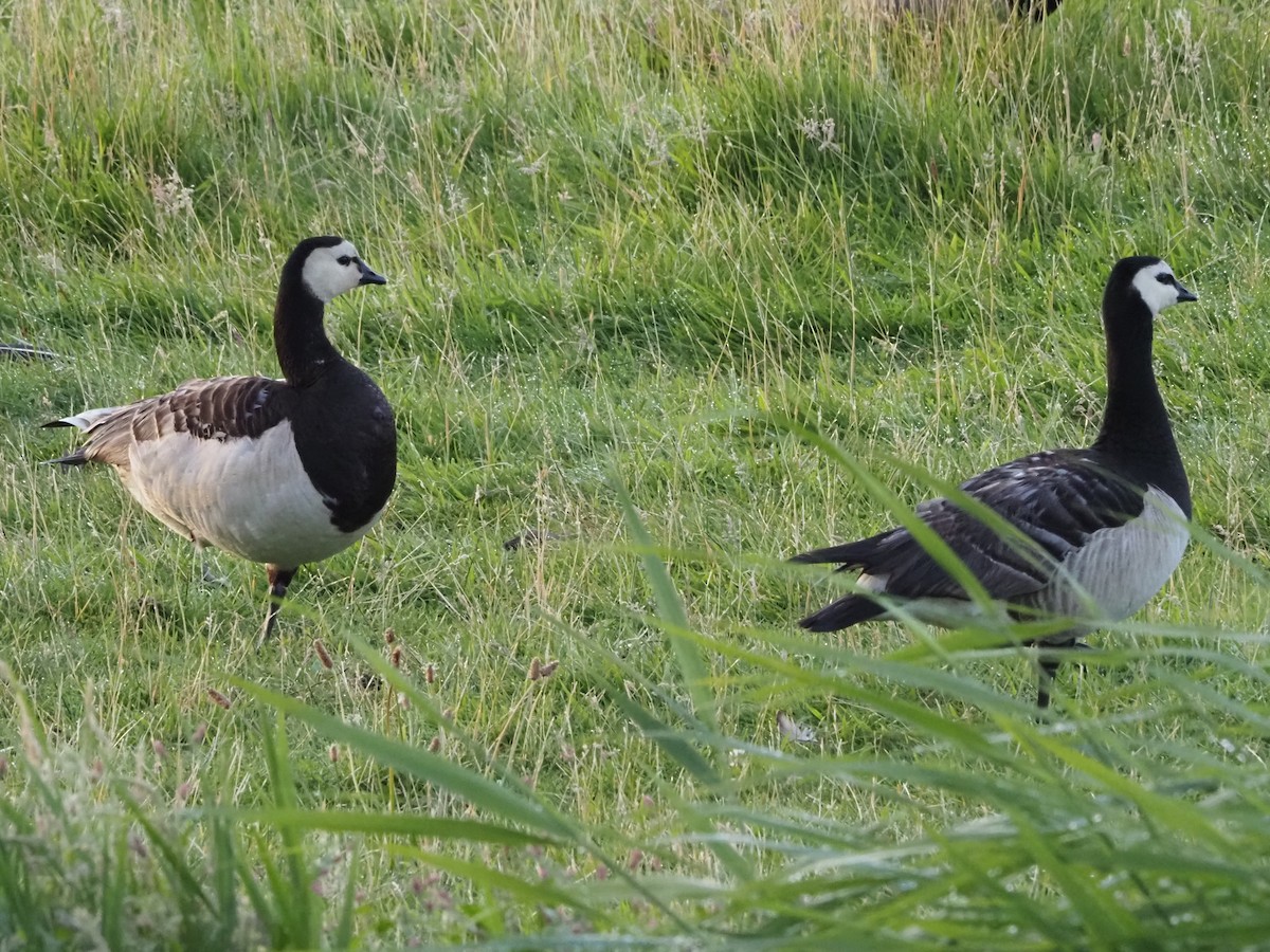Barnacle Goose - ML593950301