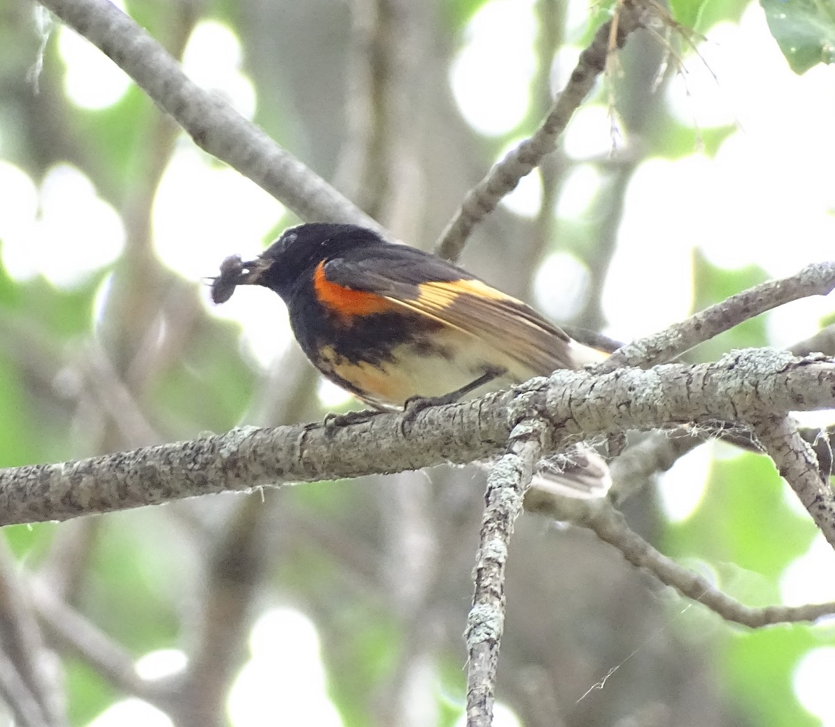 American Redstart - ML593950831